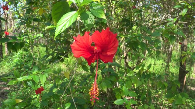 Hibiscus rosa-sinensis in Thailand