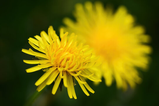 Bright yellow dandelions blooming in spring garden