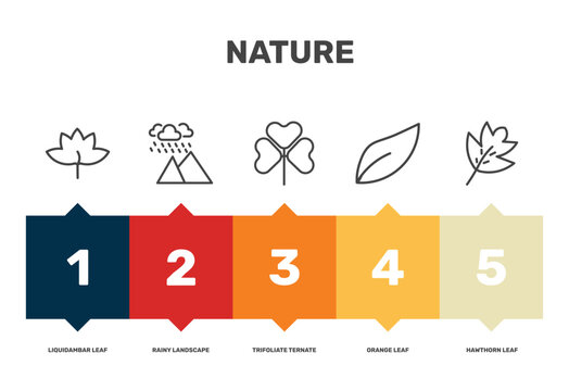 nature icon set with liquidambar leaf, trifoliate ternate, orange leaf, hawthorn leaf signs in flat outline style