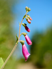 Naparstnica purpurowa / foxglove / common foxglove / Digitalis purpurea © filozofgrecki