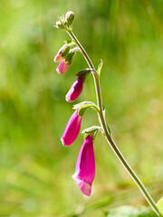 Naparstnica purpurowa / foxglove / common foxglove / Digitalis purpurea © filozofgrecki