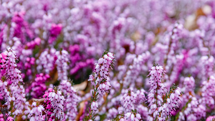 Fototapeta premium Bright purple flowers in a garden setting during spring season with sunlight streaming down onto petals