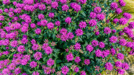 Fototapeta premium Flowers bloom in a garden during daytime under clear sky with green leaves surrounding the bright pink petals