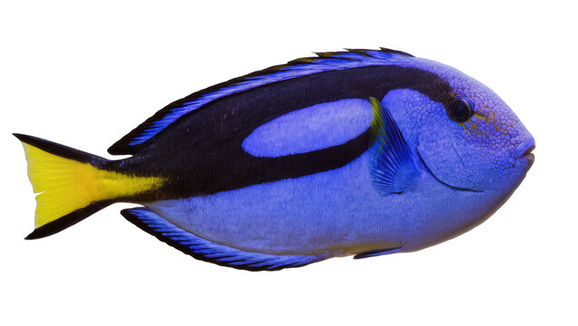 Blue Tang Fish with Yellow Tail