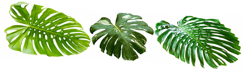 Feuilles géantes de philodendron  © Unclesam