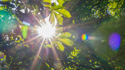 Sunlight shines through green leaves in a forest during midday © Fleuronica