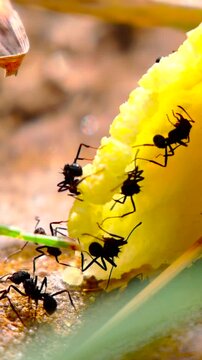 Black Ants Feeding on Fallen Orange Fruit