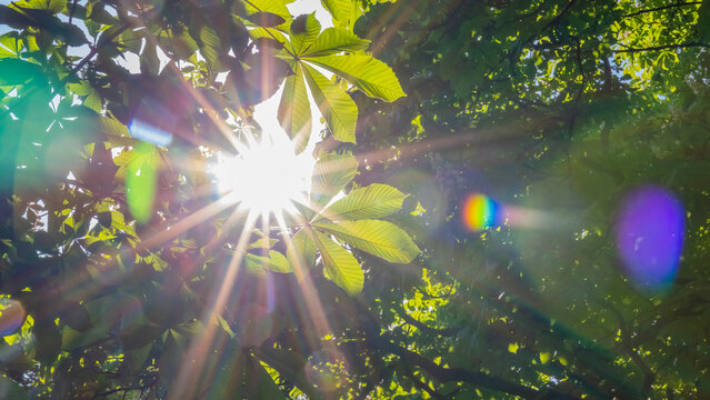 Sunlight shines through green leaves in a forest during midday