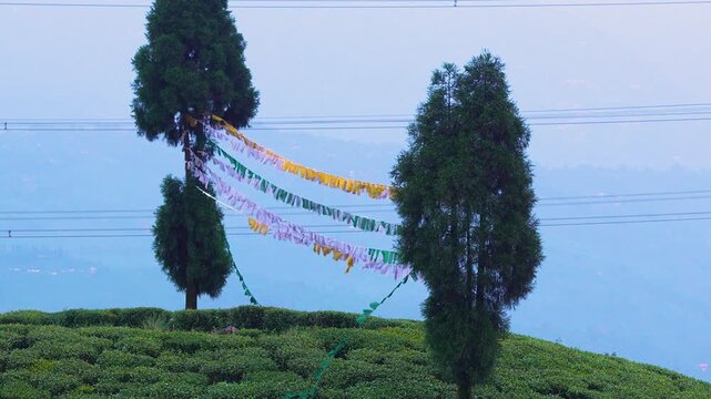 Cinematic View of Prayer Flags Waving Over Tea Garden in Darjeeling, Himalayas