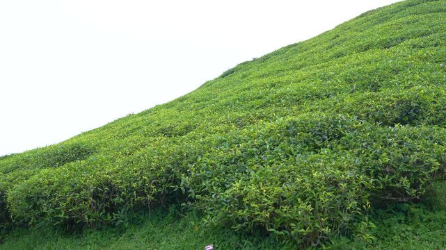 Darjeeling Green Tea Bushes and Plantation