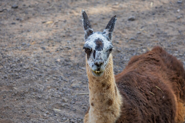 Fototapeta premium Funny llama portrait with quirky facial expression looking directly at camera outdoors