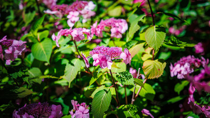 Fototapeta premium Vibrant flowers grow in a garden during sunny days in spring revealing natural beauty in full bloom