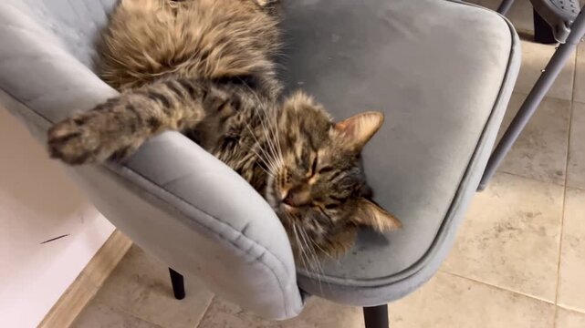 Tabby cat comfortably sprawled on a gray upholstered chair, displaying its fluffy fur and relaxed posture, in a cozy indoor setting with tiled flooring and soft lighting enhancing the atmosphere