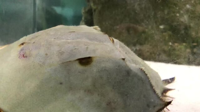 Horseshoe crab traverses the sandy substrate of an aquarium, revealing its distinct shell and numerous legs, while the clear water and aquarium environment provide a detailed view of the marine animal