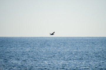 Naklejka premium 青空に羽ばたく海鳥｜広告やブログに使いやすい自然背景