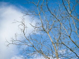 Obraz premium Bare dormant tree branches extend upward against a blue sky with soft white clouds.