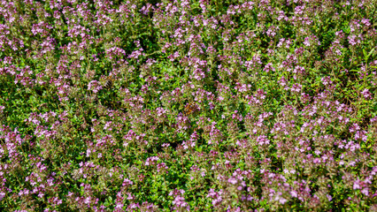 Fototapeta premium Wild flowers bloom in a field during springtime in a sunny garden