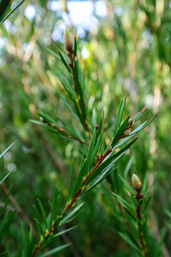  Close-up of vibrant green branches and young buds of Melaleuca alternifolia tea tree plant growing outdoors on a sunny day.