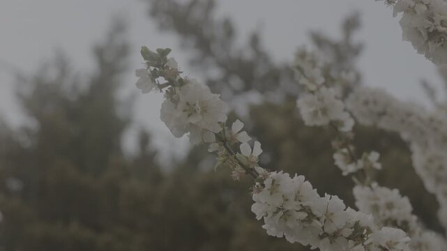 윤중로 벚꽃구경(Cherry Blossom Viewing on Yunjung-ro)