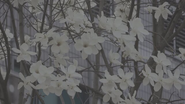 윤중로 벚꽃구경(Cherry Blossom Viewing on Yunjung-ro)