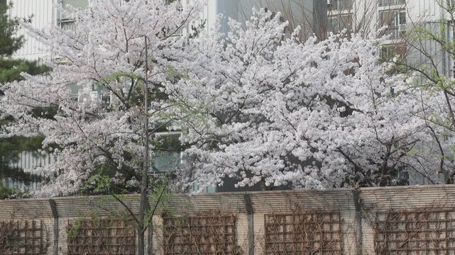 윤중로 벚꽃구경(Cherry Blossom Viewing on Yunjung-ro)