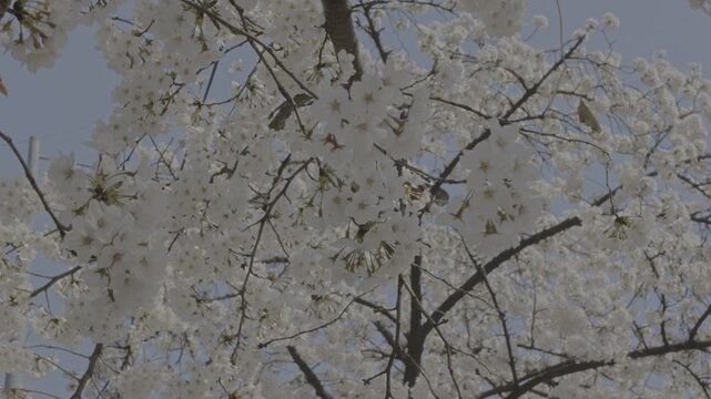 윤중로 벚꽃구경(Cherry Blossom Viewing on Yunjung-ro)