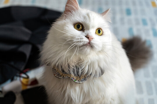 White Long Hair Cat with Bandana Collar Looking at Camera Indoors