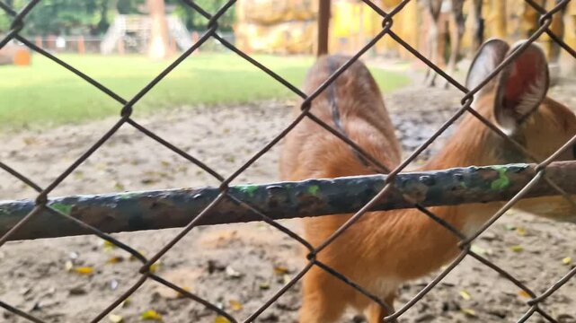 Curious Young Sitatunga Antelope (Tragelaphus spekii) Looking Through Wire Fence Close Up Portrait