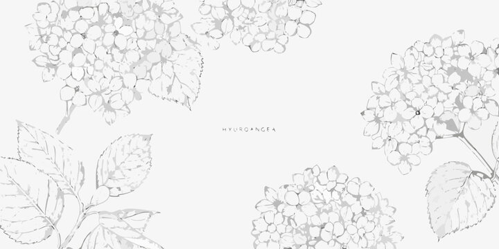 Hydrangea botanical line drawings with gray monochrome aesthetic