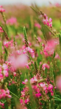 Soft pink blossoms sway gently in a lush meadow. Blurred background enhances dreamy, romantic atmosphere. Ideal for scenes of calm, nature, or springtime. Perfect for wedding, travel