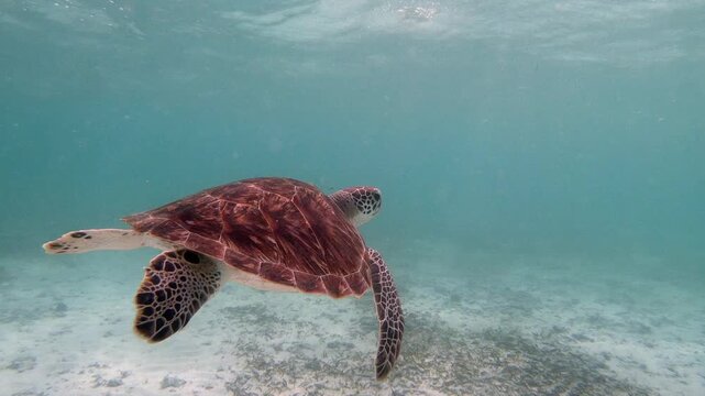 The green sea turtle (Chelonia mydas) with cleane fish is greazing on seagrass. Green sea turtles have a variety of parasites including barnacles, leeches, protozoans, cestodes, and nematodes.