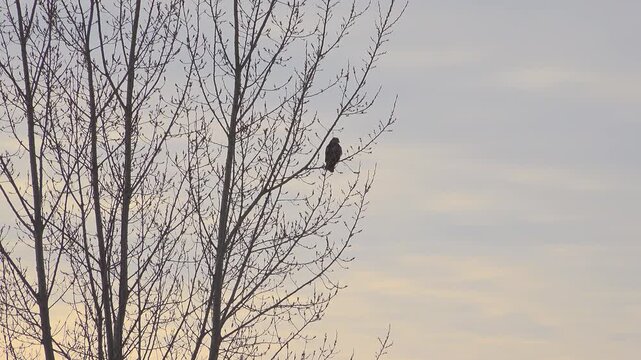 A wide shot of a red-tailed hawk perched high up on the slender, leafless branches of a tall deciduous tree, set against a colorful overcast winter sky with subtle hints of twilight.