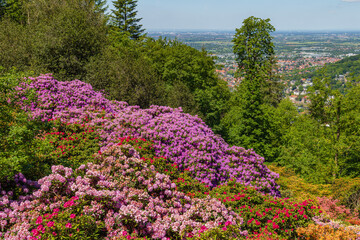 Obraz premium View of flowers and trees overlooking a valley on a sunny day in the countryside with distant cityscape in the background