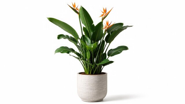 Bird of Paradise plant in a speckled white pot on a white background