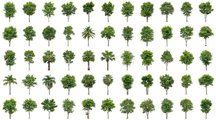 Fototapeta premium Collection of various green tree illustrations isolated on white background for architectural design and landscape planning projects in a flat vect...