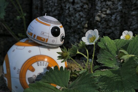 BB8 astromech droid model from Star Wars looking at a spring flowering straweberry plant, latin name Fragaria ananassa, growing from concrete fittings in garden. 
