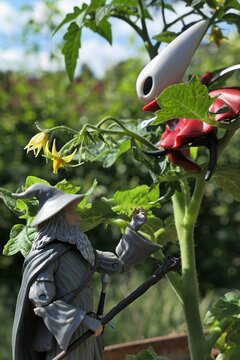 Action figure of wizard Gandalf from novels Hobit and Lord Of The Rings by J.R.R. Tolkien, meets figure of Hornet, main character of computer game Hollow Knight: Silksong, sitting on tomato plant.