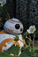 Naklejka premium Star Wars BB8 astromech droid model adoring spring flowers of straweberry plant, latin name Fragaria ananassa, growing from concrete fittings in garden. 