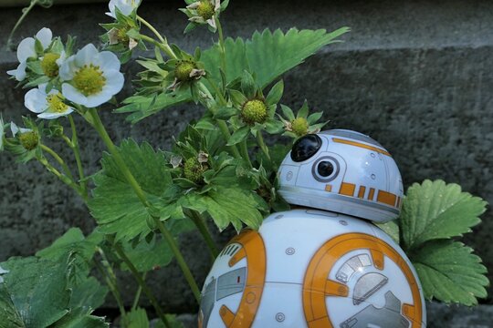 BB8 astromech droid model from Star Wars is examining spring flowering straweberry plant, latin name Fragaria ananassa, growing from concrete fittings in garden. 