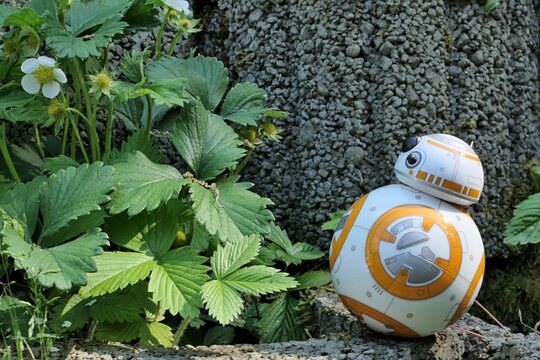BB8 astromech droid model from Star Wars adoring spring flowering straweberry plant, latin name Fragaria ananassa, growing from concrete fittings in garden. 