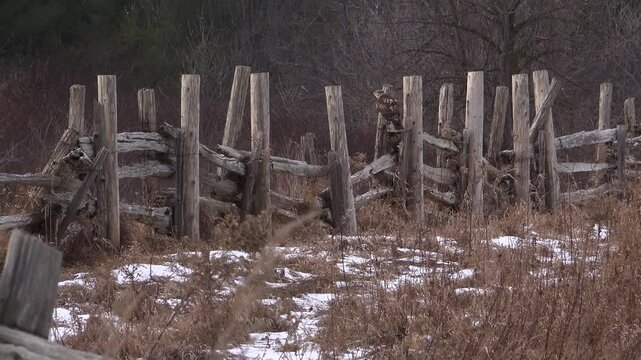 A red-tailed hawk perched alertly on an old, weathered cedar rail fence, surrounded by a dry snow-dusted meadow with a bare forest behind it. The hawk poops before flying away in this rural landscape.
