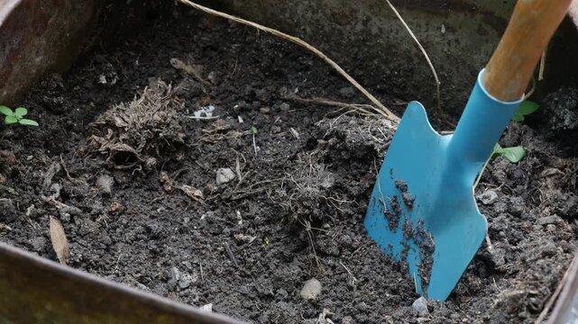 Blue garden trowel hand shovel stuck in soil inside rusty metal planter with small seedling gardening concept outdoor
