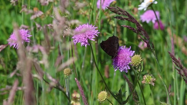 short clip of aglais io, the european peacock butterfly on a scabiosa blossom in wildflower meadow