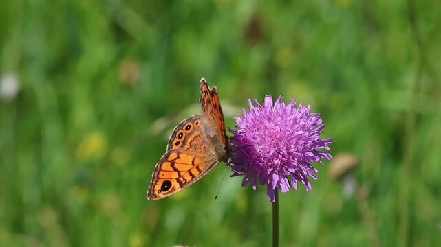short clip of a Lasiommata megera the wall brown butterfly on scabiosa blossom 