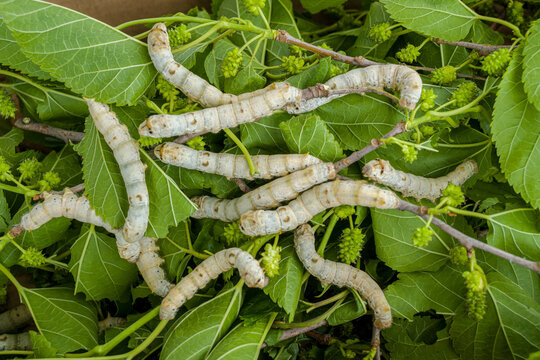 Silkworms on Mulberry Leaves