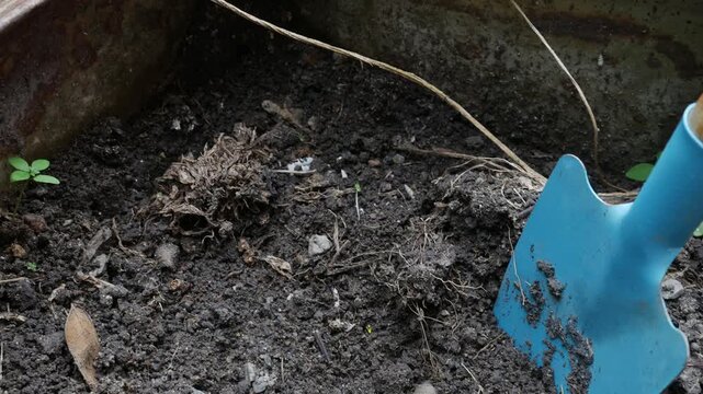 Blue garden trowel hand shovel stuck in soil inside rusty metal planter with small seedling gardening concept outdoor