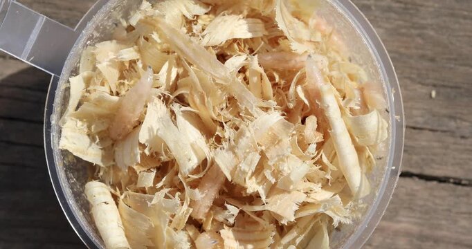 Macro footage of moving maggot fly larvae in a can with sawdust. Fishing bait.