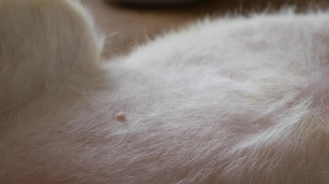 Closeup macro of orange cat soft white belly fur showing nipples texture lying down resting pet care health concept