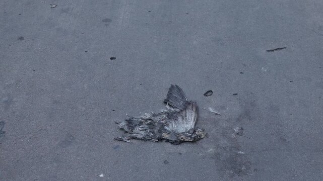 Dead bird remains with feathers on cracked concrete sidewalk pavement urban street outdoor nature decay mortality concept
