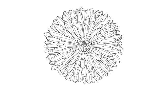 Dahlia flower silhouette on black background